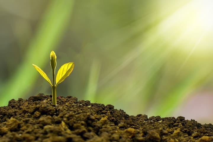 alt=O crescimento de uma planta numa terra fértil iluminada pelo sol